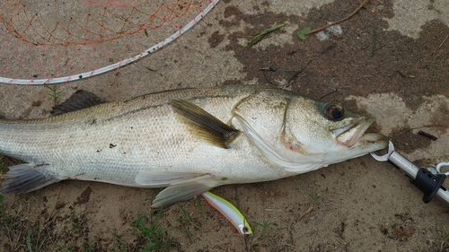 スズキの釣果