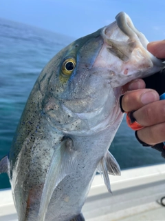 カスミアジの釣果