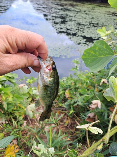 釣果