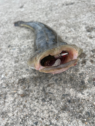 コチの釣果