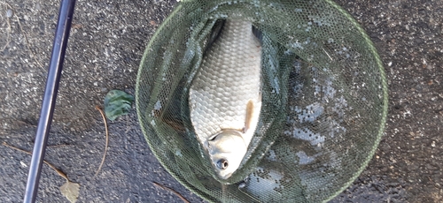 ヘラブナの釣果