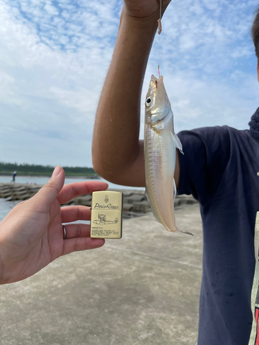 キスの釣果