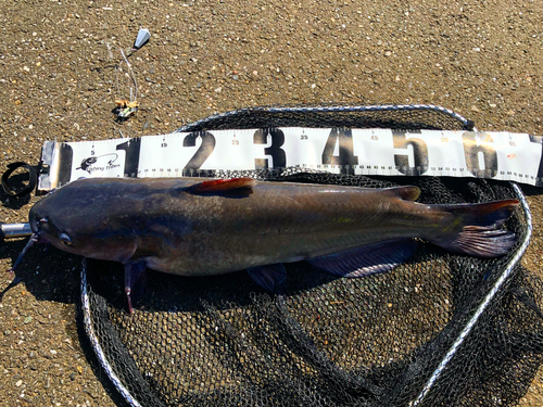 アメリカナマズの釣果