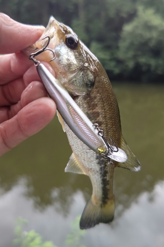 ラージマウスバスの釣果