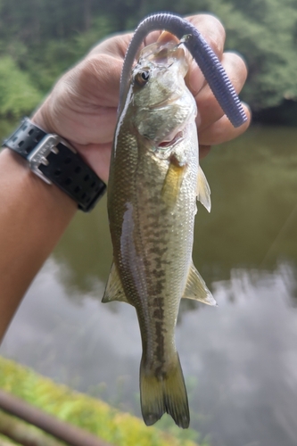 ラージマウスバスの釣果