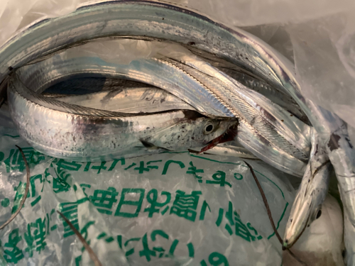 タチウオの釣果