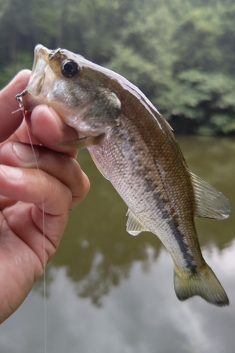 ラージマウスバスの釣果