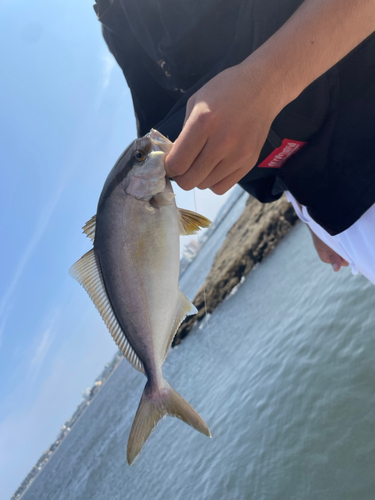 ショゴの釣果