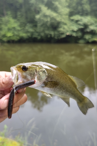 ラージマウスバスの釣果