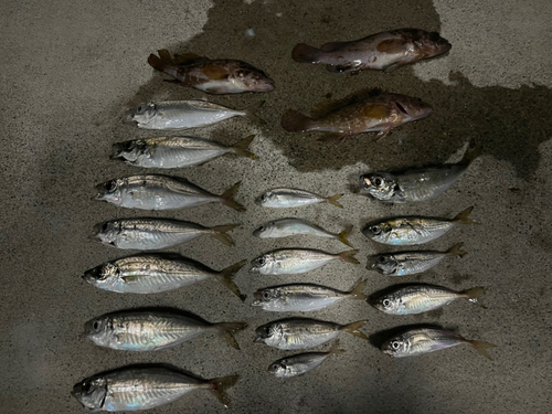 アジの釣果