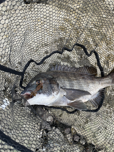 チヌの釣果