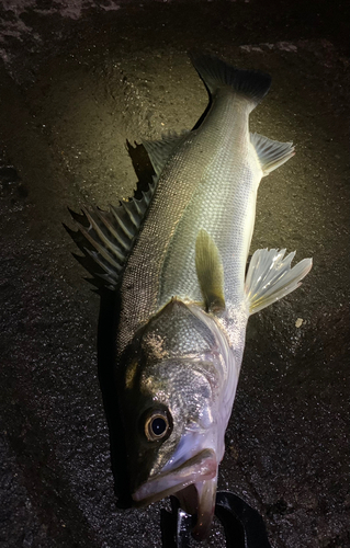 スズキの釣果