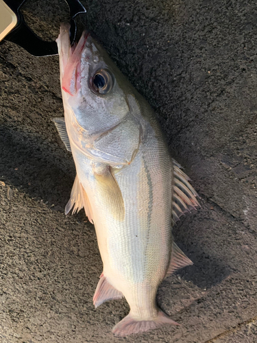 スズキの釣果