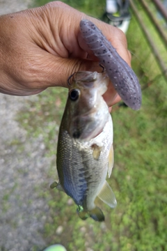 ラージマウスバスの釣果