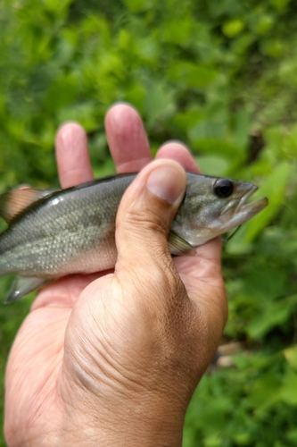 ラージマウスバスの釣果