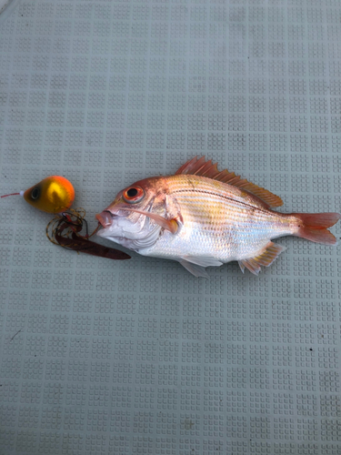 レンコダイの釣果