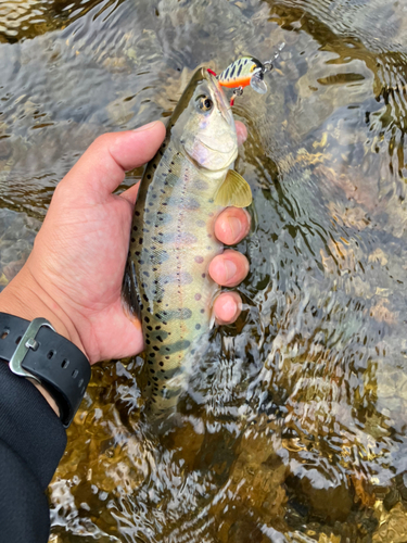 ヤマメの釣果