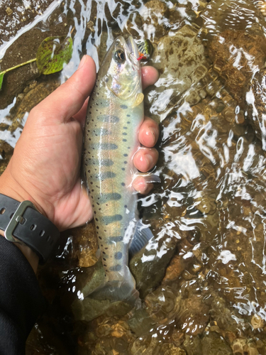 ヤマメの釣果