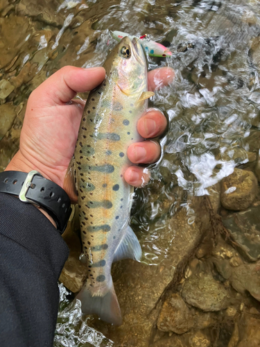 ヤマメの釣果