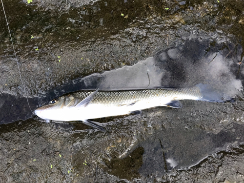 ニゴイの釣果