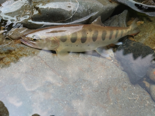 ヤマメの釣果