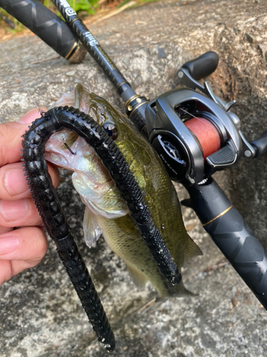 ブラックバスの釣果