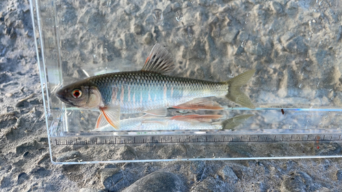 オイカワの釣果