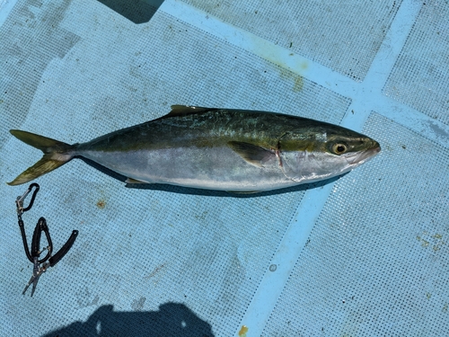 ツバスの釣果