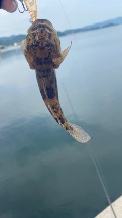 ハゼの釣果