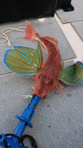 ホウボウの釣果