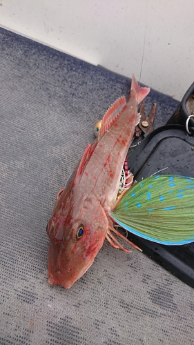 ホウボウの釣果