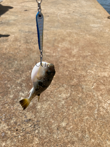 クサフグの釣果