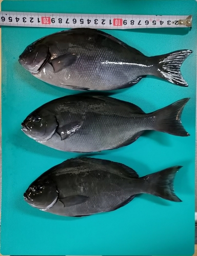 メジナの釣果