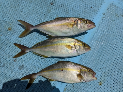 シオの釣果