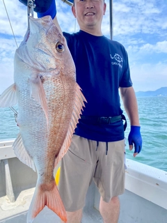 マダイの釣果