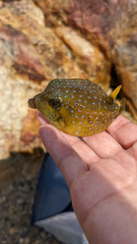 ハコフグの釣果