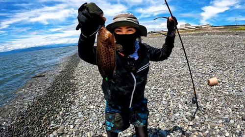 オオモンハタの釣果