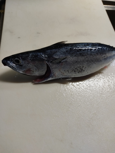 マルソウダの釣果