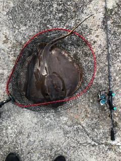 アカエイの釣果