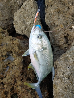 オニヒラアジの釣果