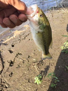 ラージマウスバスの釣果