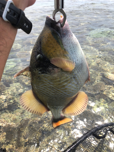 ゴマモンガラの釣果