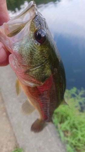 ラージマウスバスの釣果