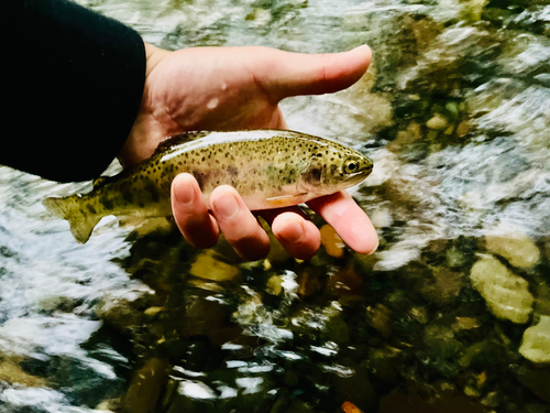 ニジマスの釣果