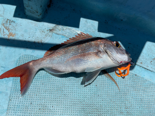 マダイの釣果