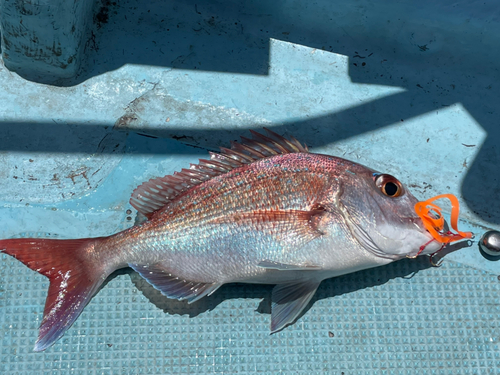 マダイの釣果