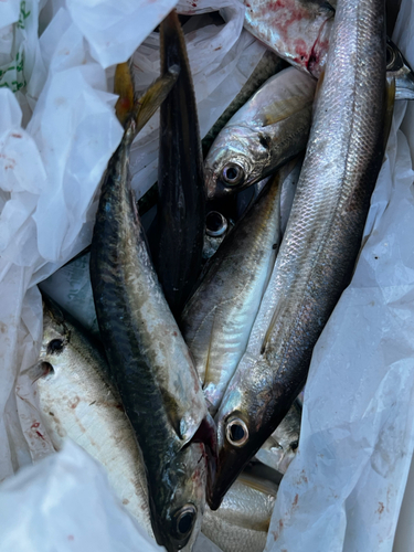 カマスの釣果