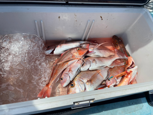 マダイの釣果