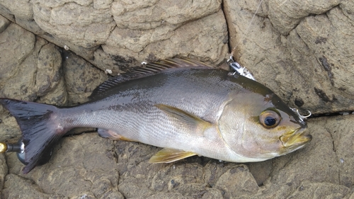 釣果