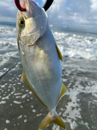 ショゴの釣果